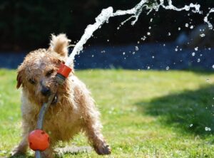 summer dog with water hose