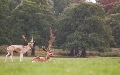 elk