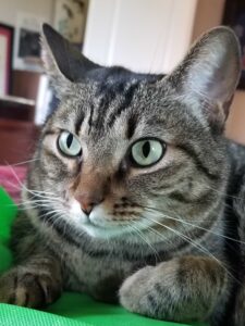 smartphone photography tips