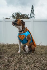 pet halloween