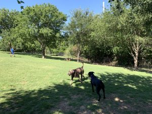 Ruff Range Dog Park 20