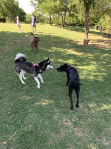 Ruff Range Dog Park 6