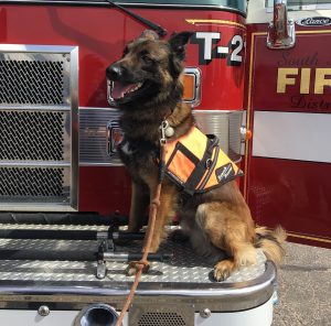 fire truck dog