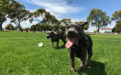 dog park