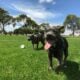 dog park